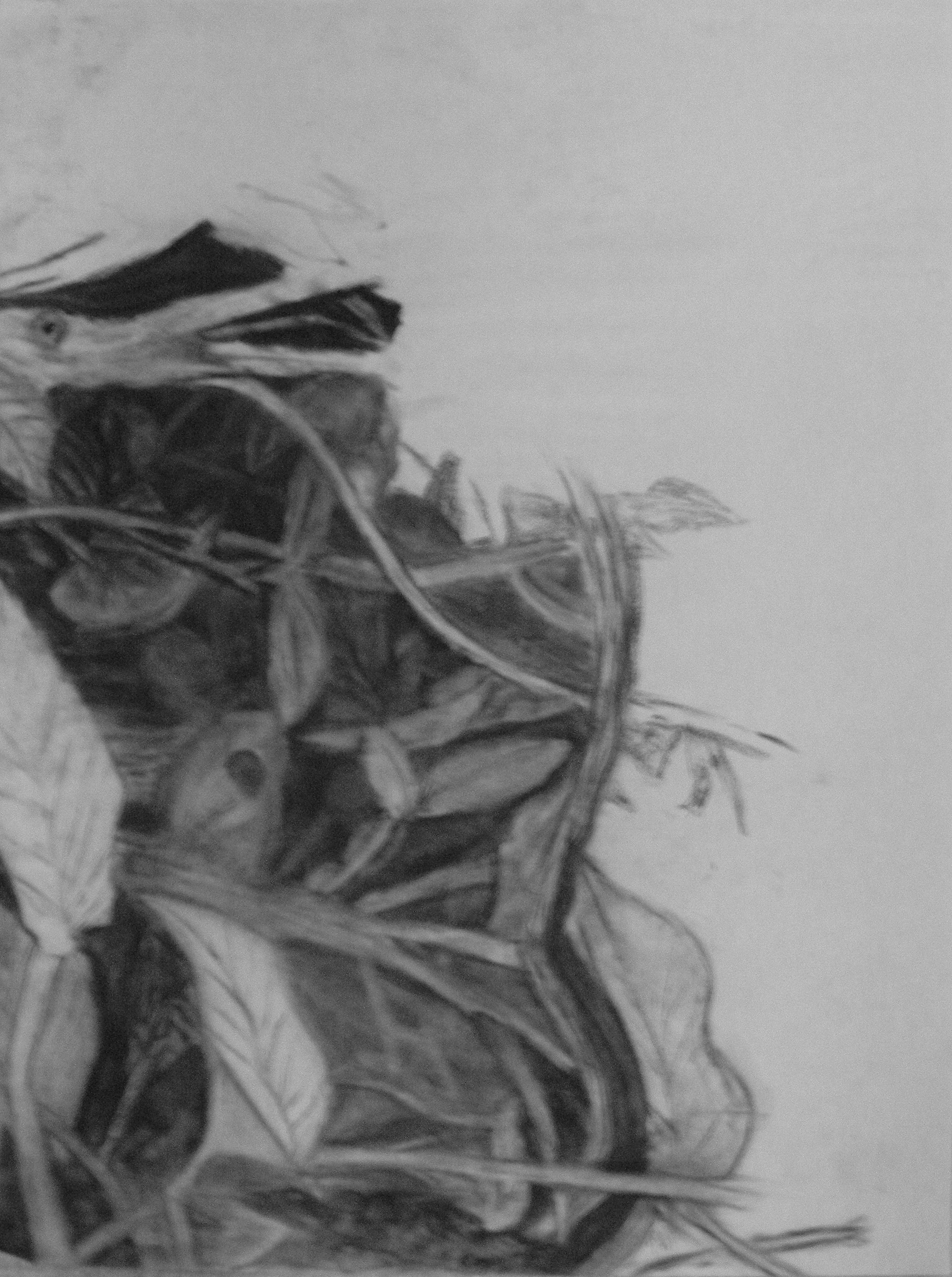 Plant Drawing In Phipps Conservatory